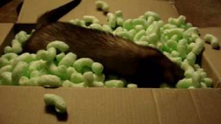 Ferret Playing in Packing Peanuts [upl. by Vittorio]