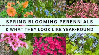 6 Long Blooming and Easy Care Spring Perennials [upl. by Gillan]