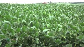 Farm Basics 738Soybean Growth Stages Air Date 52712 [upl. by Yrailih]