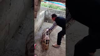 The process of loading piglets in bamboo cages [upl. by Oza672]