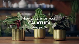 How to care for your Calathea  Grow at Home  RHS [upl. by Pickar636]