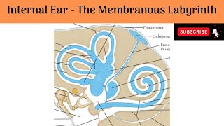 ANATOMY OF VESTIBULAR SYSTEMWHAT ARE SEMICIRCULAR CANALSVESTIBULAR DISORDERS [upl. by Territus]