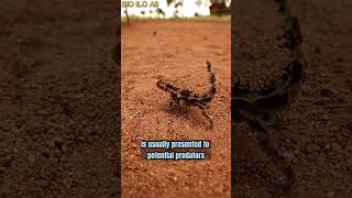 Thorny Devil  The have a spiny ‘false head’ [upl. by Emalia]