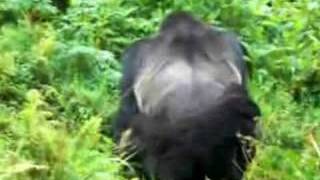 Gorilla Mating in the Wild [upl. by Daffie]