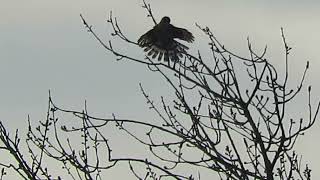 Juv SharpShinned Hawk Fanned Out Kent Wa 2246163 [upl. by Teri]