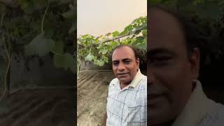 Aa Gayi Kaddu Todne Ki Baari minivlogs dailyminivlogs villagelife palfamilyvlogs [upl. by Maighdlin]