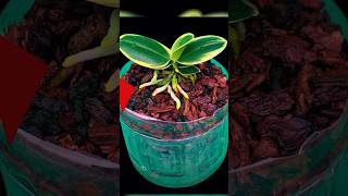 Making rotten orchids revive quickly by simply few people know grow plants orchid shorts [upl. by Relyuhcs]