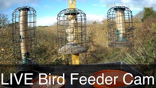 LIVE Bird Feeder Cam  Cornwall UK  Bird Watching [upl. by Buroker]