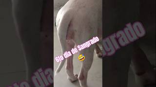 Gumer en si 6to día de Sangrado youtube pitbul pitbull pitbullblue doglover [upl. by Lasiaf]