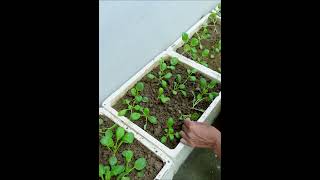 Growing purple bok choy in styrofoam containers for high yields anyone can do it [upl. by Ayala]