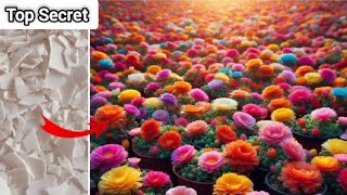 How to increase flowering in portulaca  What is the best fertilizer for Portulaca [upl. by Ayomat664]