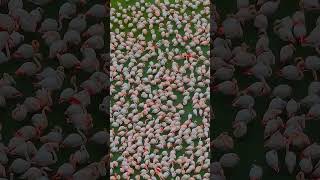 Flamingos of Gorgan Bay Iran [upl. by Hansel]