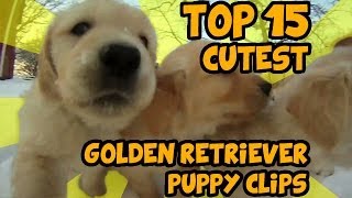 TOP 15 OF THE CUTEST GOLDEN RETRIEVER PUPPY VIDEOS OF ALL TIME [upl. by Aenert615]