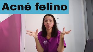 ✅ACNÉ FELINO 🐈 como DETECTARLO y CURARLO [upl. by Assenal]