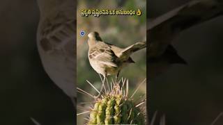 Mockingbird and Cactus relation shorts​ facts​ [upl. by Pfosi]