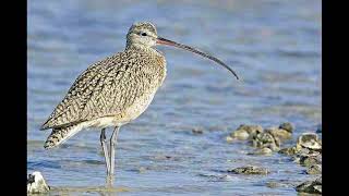 Curlew Sandpiper Bird Call [upl. by Ecirtap]