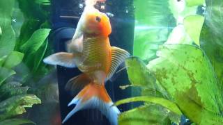 ORANDA AND FANTAIL GOLDFISH WITH LIVE PLANTS [upl. by Sprung]