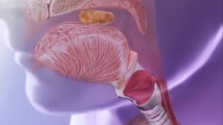 Epiglottis function [upl. by Thorman]