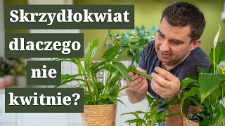 Dlaczego skrzydłokwiat nie kwitnie  fakty i mity [upl. by Oakie169]