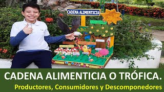 🌿🦁 Cadena alimenticia o trófica 🦐🍃 Productores consumidores y descomponedores  Maqueta [upl. by Gnos807]