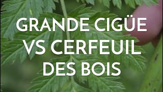 Grande ciguë vs cerfeuil des bois  attention aux confusions [upl. by Drislane961]