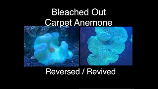 Reverse Carpet Anemone Bleaching Reviving Color  Care amp Time Lapse  Saltwater Coral Reef Aquarium [upl. by Ridinger707]