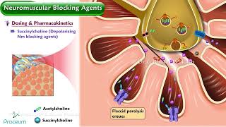 Neuromuscular Blocking Agents Animation  Pharmacology Lectures [upl. by Midge300]