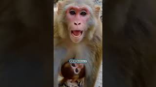 Did you see the angry of this mother monkey Macaca Macaco Macaque Bandar Monkey Kurang Kothi [upl. by Fellows110]