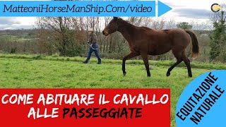 Come abituare il cavallo alle passeggiate [upl. by Ahsiem]