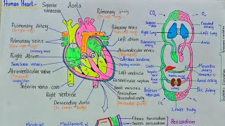 human heart structure and function  Pumping organ the heart  Anatomy of heart [upl. by Vivl]