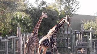 ZooTampa Giraffes Fighting Playfully [upl. by Saphra343]