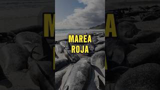 ¿BALLENAS VÍCTIMAS de la MAREA ROJA 🐋🌊⚠️ [upl. by Aihsiek]