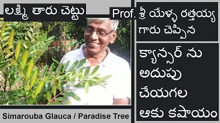 లక్ష్మి తారుసిమరూబా గ్లోకా Simarouba Glauca  Paradise Tree httpsyoutubecomcRahelammaBujji [upl. by Levey]