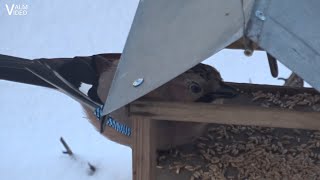 Žiemojantys Lietuvos paukščiai Kėkštas lesykloje 1 dalis  Wintering Lithuanian birds Part 1 [upl. by Raney861]