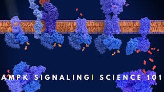 AMPK signaling  Cell Communication [upl. by Ryley]