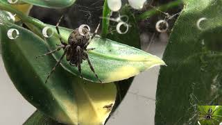 Gray Cross Orb Weavers Spider Community L Sclopetarius [upl. by Depoliti]