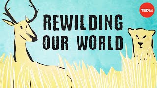 From the top of the food chain down Rewilding our world  George Monbiot [upl. by Nealon]