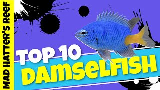 Top 10 Damselfish [upl. by Pamela900]