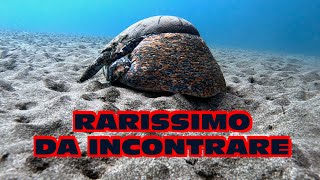 rarissimo da incontrare [upl. by Akenit]