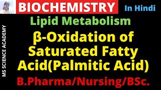 Beta oxidation of Saturated Fatty Acid BiochemistryB Pharmacy BSc  NursingIn Hindi [upl. by Lihp]