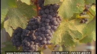 Designer Wines  Full Documentary [upl. by Felty]