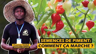 SEMENCES DE PIMENT COMMENT ÇA MARCHE avec KANAEVARISTE [upl. by Ynner]