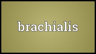 Brachialis Meaning [upl. by Juliana]