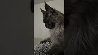 Maine Coon Cat  We All KNEAD This Tranquility [upl. by Leveroni616]