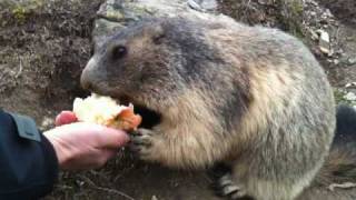 Feeding marmots in Spielboden Saas Fee Switzerland [upl. by Egbert]