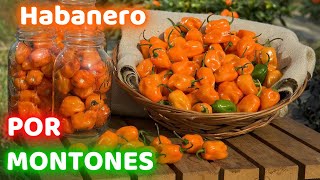 COMO SEMBRAR CHILE HABANERO EN MACETA  GERMINACION Y SIEMBRA  TU HUERTO EN UN BALCON [upl. by Catlin]