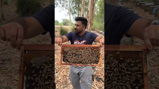 Live HONEY BEE Eating Challenge😱 MOST DANGEROUS CHALLENGE🥵🔥 shorts honey foodie [upl. by Rafaela112]