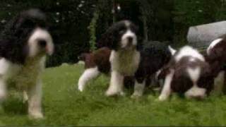 Dogs 101 English Springer Spaniel [upl. by Ferrigno]