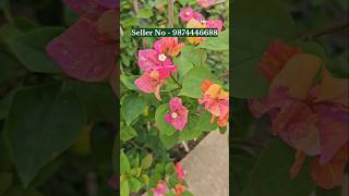 buy bougainville plant from plant nursery kolkata all india home delivery [upl. by Cinelli874]