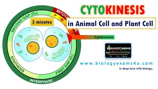 Difference between Cytokinesis in Animal Cell and Plant Cell [upl. by Boudreaux]